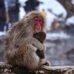 From Nagano & Tokyo: Snow Monkey Private Day Tour Customise - Practical Details and What You’ll Value