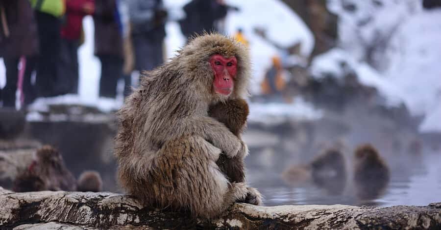 From Nagano & Tokyo: Snow Monkey Private Day Tour Customise - Practical Details and What You’ll Value