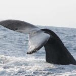 From Naha : Kerama, Tokashiki Island and Whale Watching Tour - Transportation and Group Size