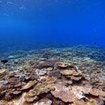 From Naha Scuba Diving Trip in Kerama(for certified divers) - The Value for Your Money