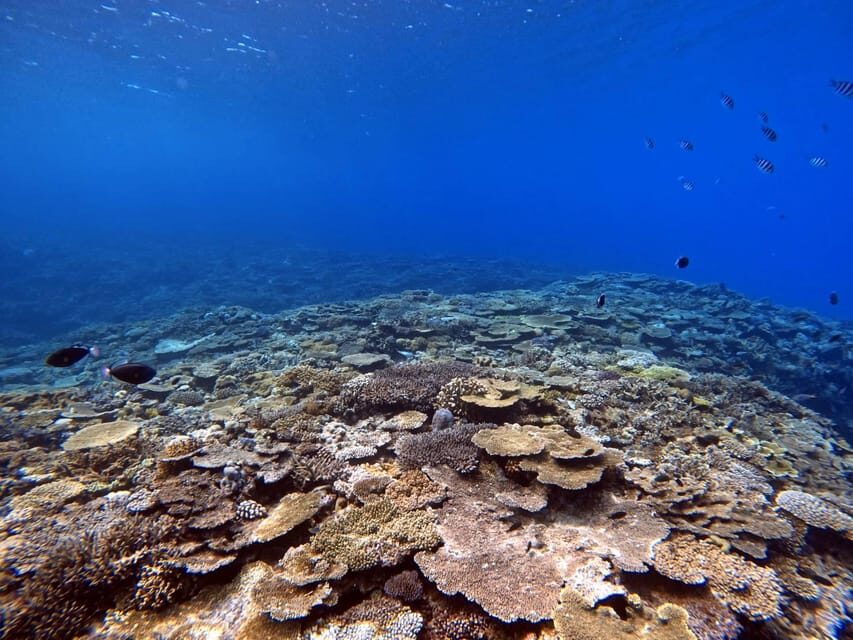 From Naha Scuba Diving Trip in Kerama(for certified divers) - The Value for Your Money