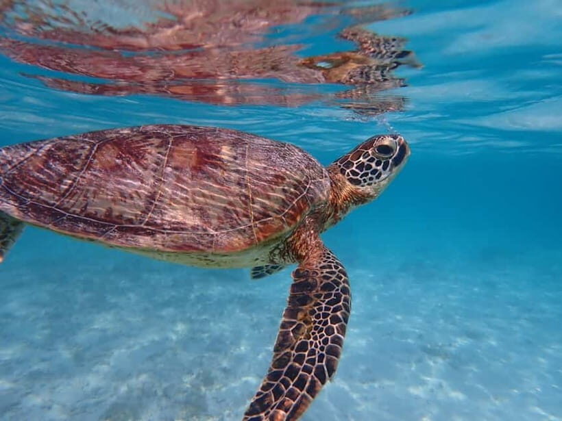 From Naha: Tokashiki Island Day Trip - Final Thoughts: Who Will Love This Experience?