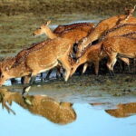 From Negombo: 2-Day Tour to Arugam Bay with Yala Safari - What’s Worth Noting