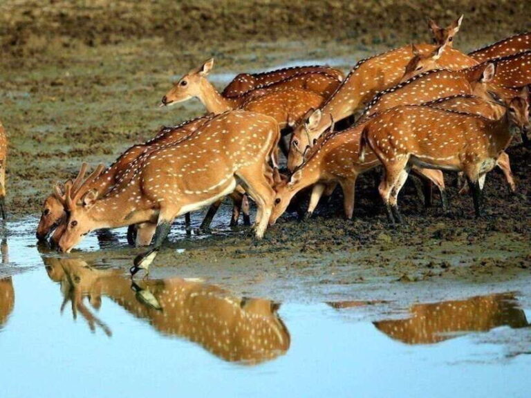 From Negombo: 2-Day Tour to Arugam Bay with Yala Safari - What’s Worth Noting