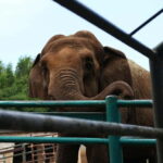 From New Delhi: Taj Mahal and Elephant Conservation Centre - What Makes This Tour Stand Out?