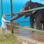 From New Delhi: Taj Mahal Sunrise Tour and Elephant Wildlife - An In-Depth Look at the Taj Mahal Sunrise Tour and Elephant Experience