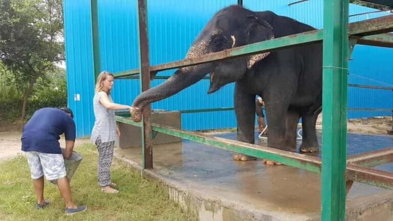 From New Delhi: Taj Mahal Sunrise Tour and Elephant Wildlife - An In-Depth Look at the Taj Mahal Sunrise Tour and Elephant Experience