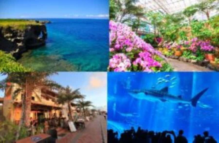 From Okinawa: Churaumi Aquarium & Cape Manzamo 1-Day Tour - Who Is This Tour Best For?