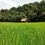 From Osaka: Day Trip to Shirakawago & Kanazawa - Transportation & Logistics: How It Works