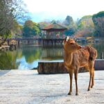 From Osaka: Himeji, Kobe and Nara trip - Practical Details and Tips