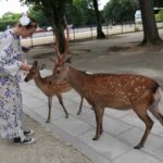 From Osaka/Kobe Port: Nara Private Tour with Guide & Driver - Why Choose This Nara Private Tour?