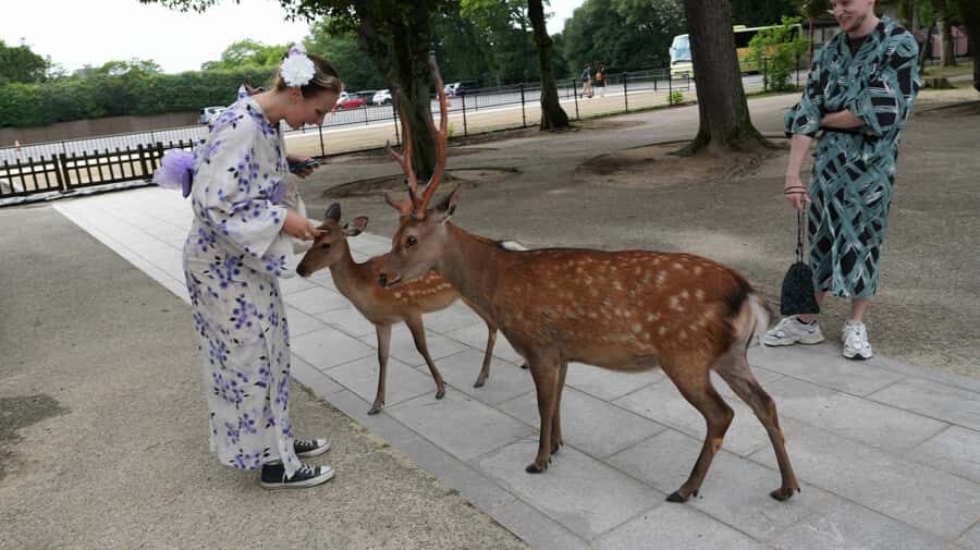 From Osaka/Kobe Port: Nara Private Tour with Guide & Driver - Why Choose This Nara Private Tour?