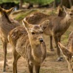 From Osaka/Kyoto: Kyoto Nara Day Trip Highlights - Practical Details & What You’ll Experience