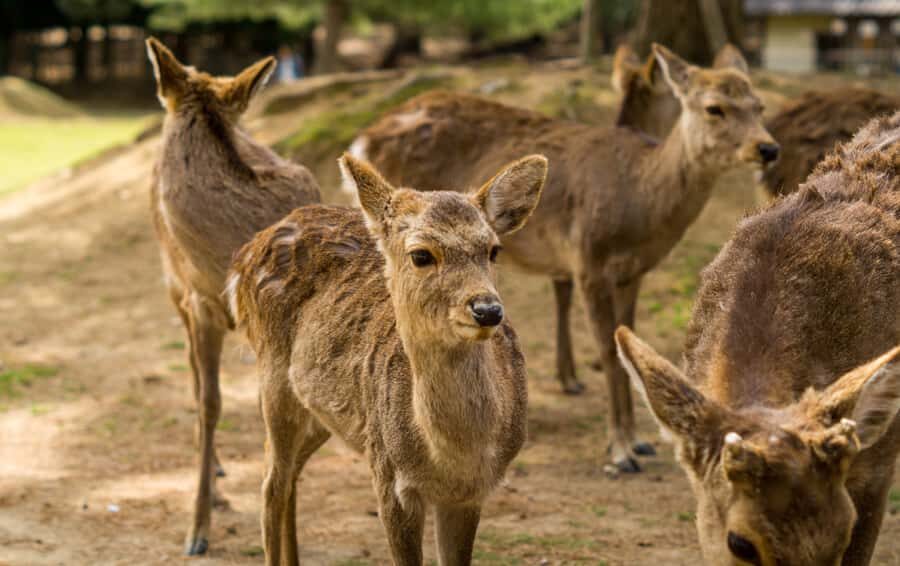 From Osaka/Kyoto: Kyoto Nara Day Trip Highlights - Practical Details & What You’ll Experience