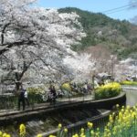 From Osaka: Kyoto Temples, Shrines & Cherry Blossom Day Trip - An In-Depth Look at the Itinerary