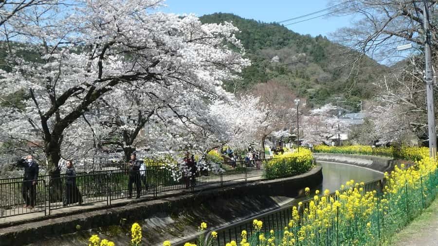 From Osaka: Kyoto Temples, Shrines & Cherry Blossom Day Trip - An In-Depth Look at the Itinerary