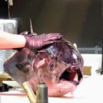 From Osaka/Wakayama: Barbeque and Shopping at Marina City - Practical Details & Value