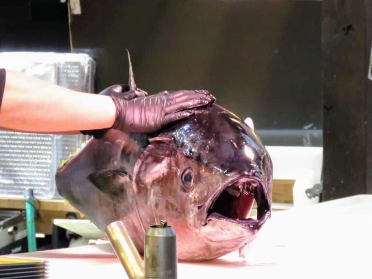 From Osaka/Wakayama: Barbeque and Shopping at Marina City - Practical Details & Value