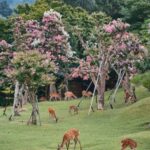 From OsakaOsaka with Nara Private Day Trip with Pickup - The Value of This Tour