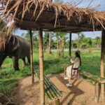 From Pattaya: Living Green Elephant Sanctuary Day Trip - Why You’ll Love This Tour