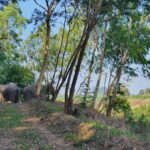 From Pattaya: Living Green Elephant Sanctuary Day Trip - Why This Tour Offers Real Value