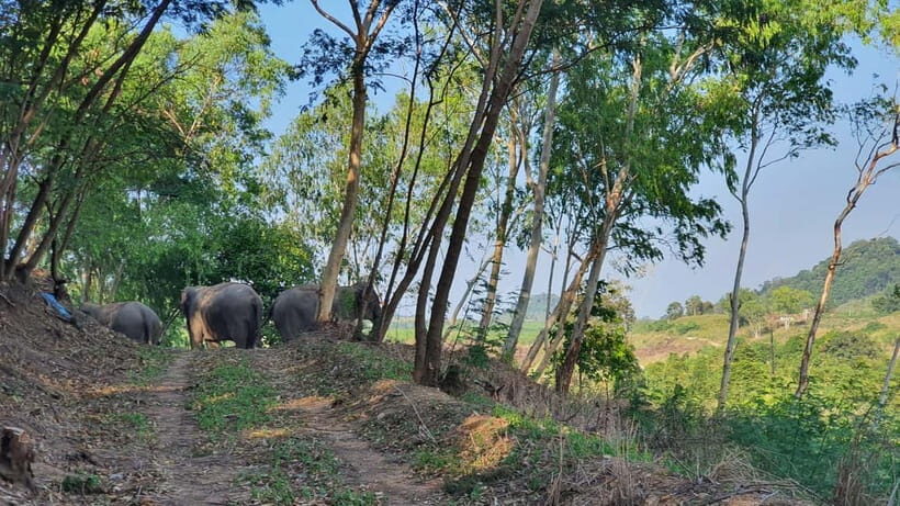 From Pattaya: Living Green Elephant Sanctuary Day Trip - Why This Tour Offers Real Value