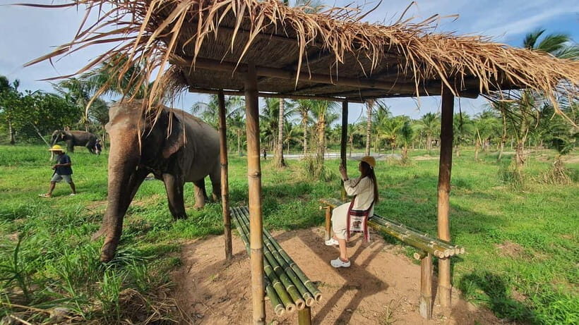 From Pattaya: Living Green Elephant Sanctuary Day Trip - Why You’ll Love This Tour