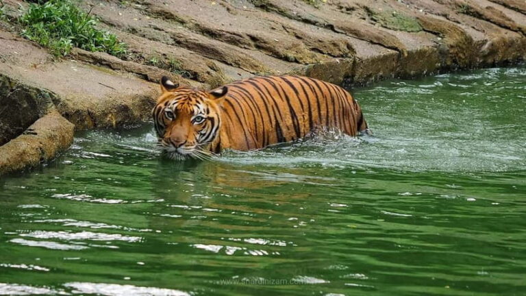From Penang: Enlightening Taiping Private Day Tour - Good To Know
