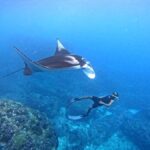 From Penida: Manta Snorkeling with Buffet Lunch and Kayaking - What Makes This Tour Special
