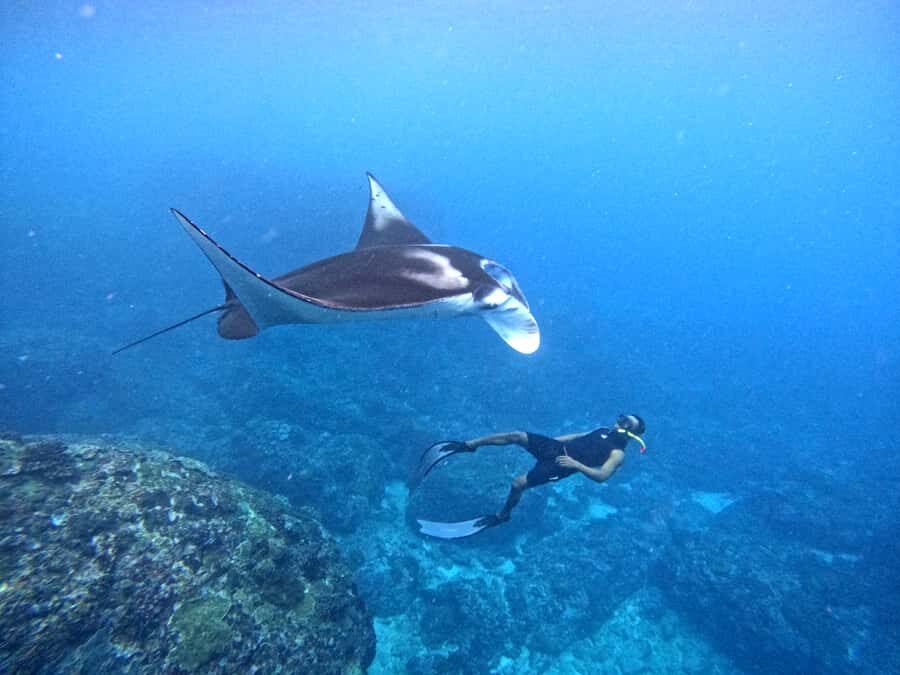 From Penida: Manta Snorkeling with Buffet Lunch and Kayaking - What Makes This Tour Special
