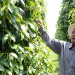 From Phnom Penh: Kampot and Kep City Trip - Good To Know