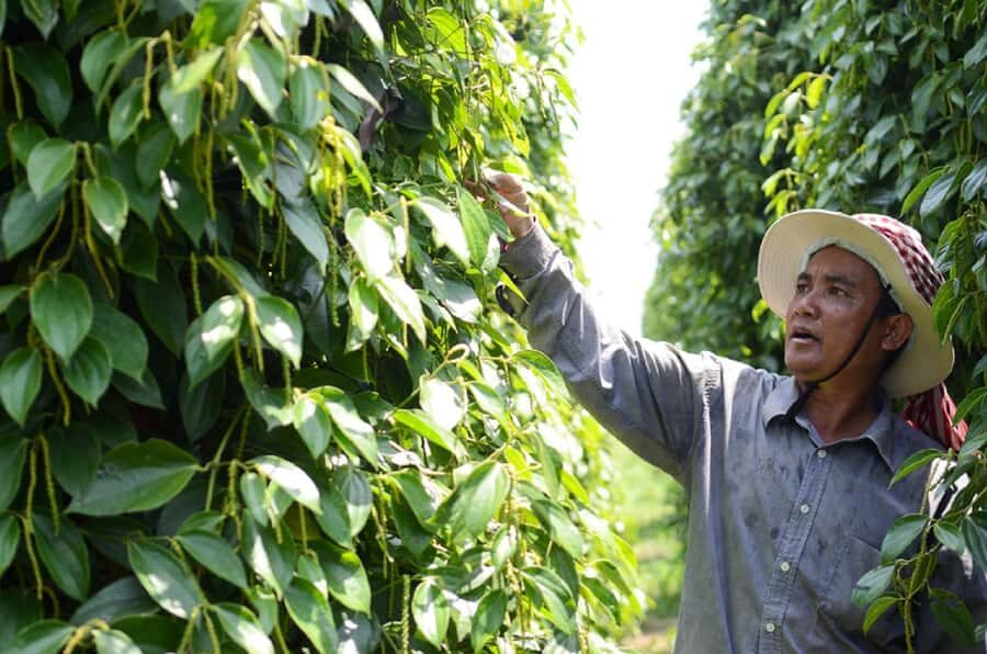 From Phnom Penh: Kampot and Kep City Trip - Good To Know