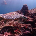 From Phuket: Phi Phi Islands Speedboat Tour - Who Will Love This Tour?