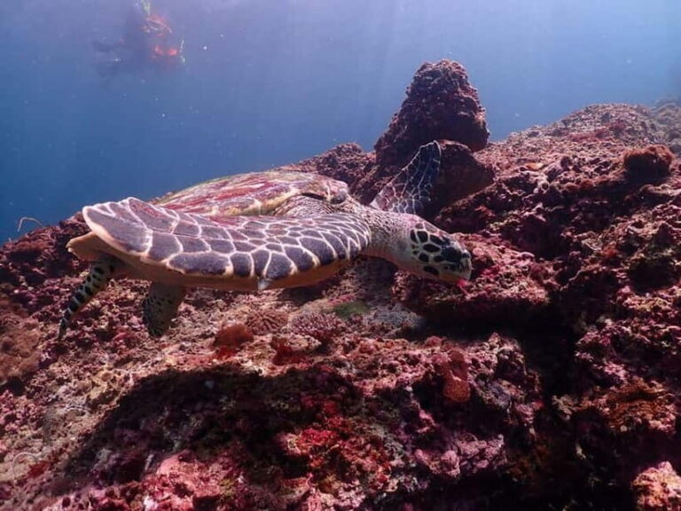 From Phuket: Phi Phi Islands Speedboat Tour - Who Will Love This Tour?