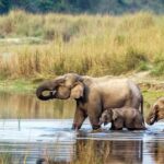 From Pokhara: Chitwan 2N/3D National Park Tour - Practicalities and What to Know