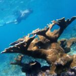 From Punta Cana: Private Catamaran Catalina Island Full-Day - Transport, Timing, and Group Size