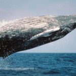 From Punta Cana: Samaná Whale Watching & Bacardi Island Tour - Practical Details and What to Expect