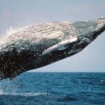 From Punta Cana: Sanctuary Whale Watching Day Trip - Transportation and Overall Comfort