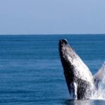 From Punta Canta: Whale Watching Cruise with Cayo Levantado - The Itinerary in Detail
