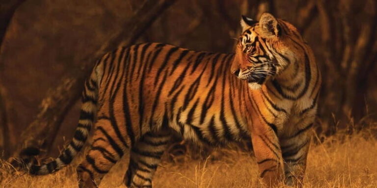 From: Ranthambore: Guided Tiger Safari in Canter - Practical Details