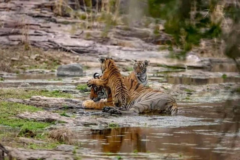 From Ranthambore: Official Tiger Safari in Canter With Guide - The Value for Money