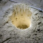 From Sandakan: 2D1N Turtle Island & Sepilok Wildlife Experience - Practical Tips for Booking & Enjoying the Tour