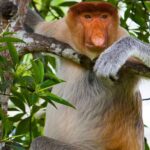 From Sandakan to Kinabatangan River Safari Boat Cruise Day Tour - What Makes This Tour Stand Out?