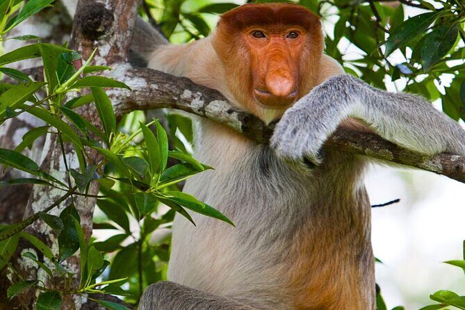 From Sandakan to Kinabatangan River Safari Boat Cruise Day Tour - Who Should Consider This Tour?