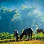 From Sapa: Trek through Stunning Rice Terraces, Ethnic Villages - Exploring the Itinerary in Detail