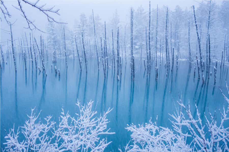 From Sapporo: Biei, Furano or Asahikawa Private Day Trip - Why the Value is Truly in the Personal Touch