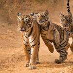 From Sariska: Official Tiger Safari in Open Jeep with Guide - Practicalities and Tips for Your Safari