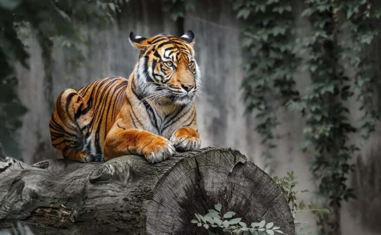 From Sariska: Official Tiger Safari in Open Jeep with Guide - What to Expect on Your Safari