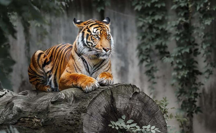 From Sariska: Official Tiger Safari in Open Jeep with Guide - What to Expect on Your Safari