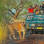 From Sawai Madhopur: Ranthambore National Park Jeep Safari - Is It Worth It? Analyzing the Value